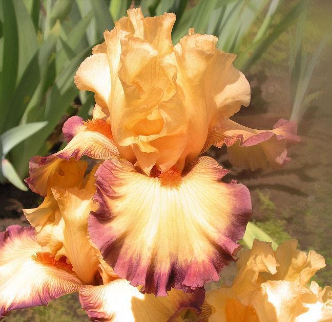 Photo of Tall Bearded Iris (Iris 'Ringtone') uploaded by Misawa77
