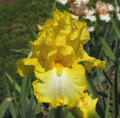 Photo of Tall Bearded Iris (Iris 'That's All Folks') uploaded by Misawa77