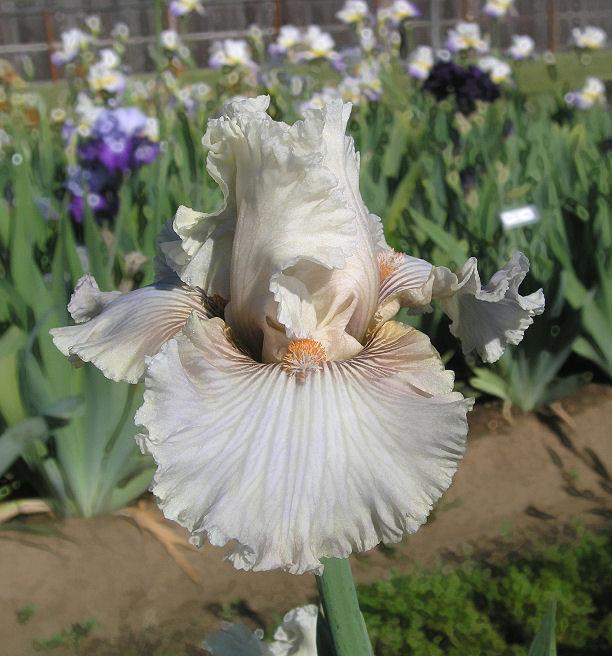 Photo of Tall Bearded Iris (Iris 'Ghost Writer') uploaded by Misawa77