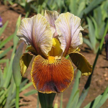 Photo of Arilbred Iris (Iris 'Jallab') uploaded by Misawa77