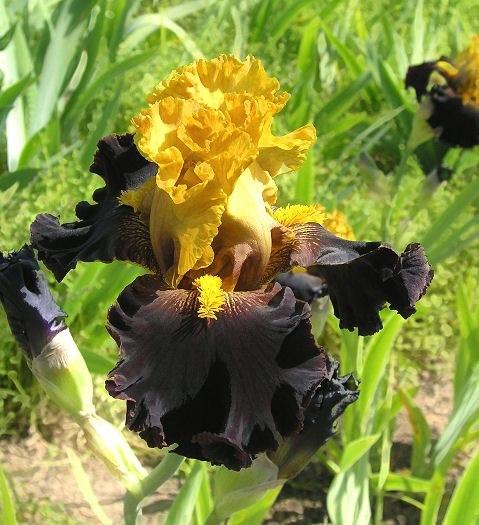 Photo of Tall Bearded Iris (Iris 'Tropical Garden') uploaded by Misawa77