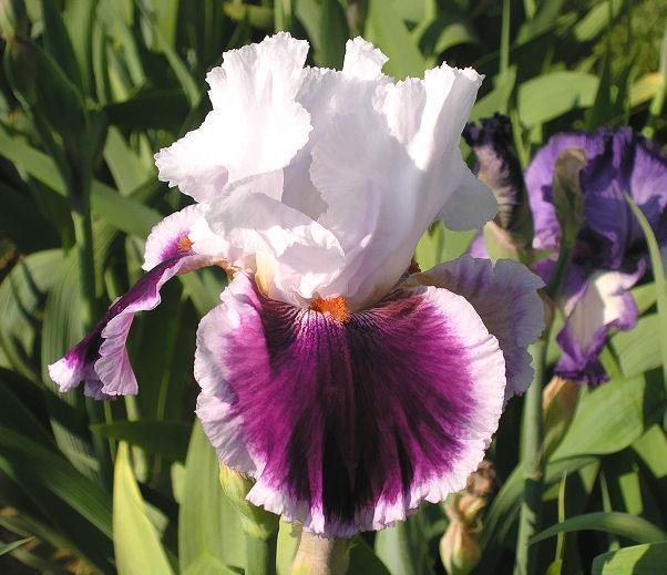 Photo of Tall Bearded Iris (Iris 'Gracious Curves') uploaded by Misawa77