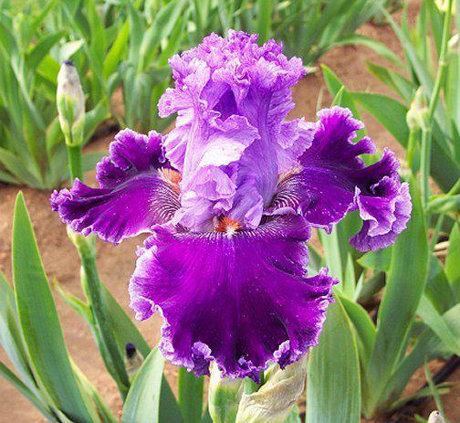 Photo of Tall Bearded Iris (Iris 'Louisa's Song') uploaded by Misawa77