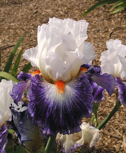 Photo of Tall Bearded Iris (Iris 'Gypsy Lord') uploaded by Misawa77