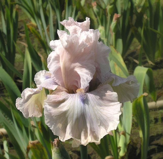Photo of Tall Bearded Iris (Iris 'Friendly Advice') uploaded by Misawa77