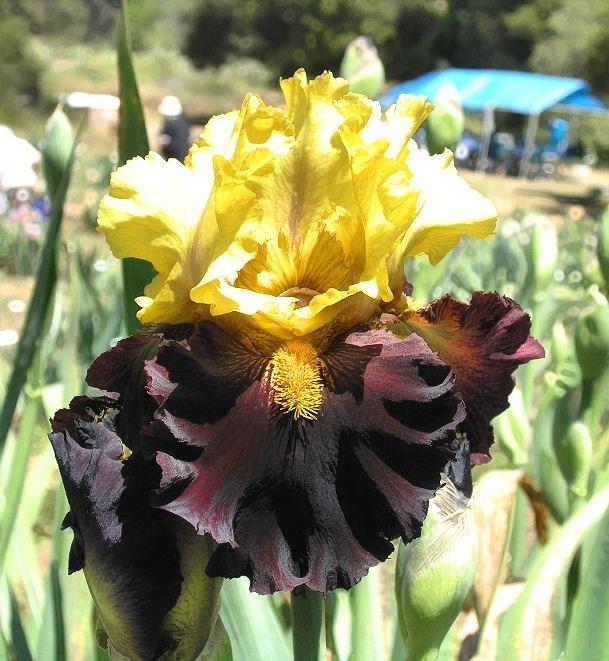 Photo of Tall Bearded Iris (Iris 'Kathy Chilton') uploaded by Misawa77
