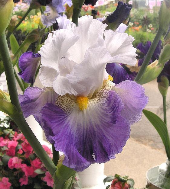 Photo of Tall Bearded Iris (Iris 'Like Wow') uploaded by Misawa77