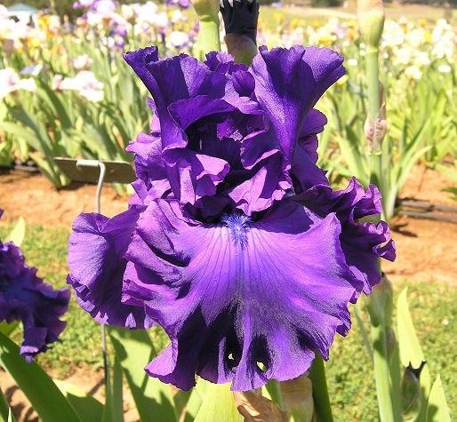 Photo of Tall Bearded Iris (Iris 'Think Big') uploaded by Misawa77