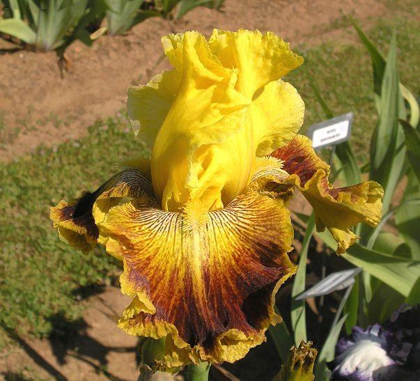 Photo of Tall Bearded Iris (Iris 'French Riviera') uploaded by Misawa77