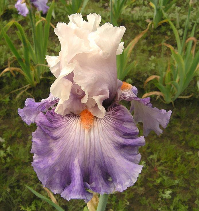 Photo of Tall Bearded Iris (Iris 'Limerence') uploaded by Misawa77