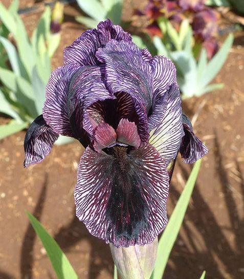 Photo of Arilbred Iris (Iris 'King Jehu') uploaded by Misawa77