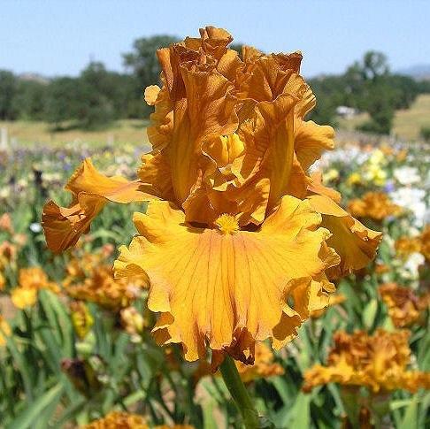 Photo of Tall Bearded Iris (Iris 'Golden Panther') uploaded by Misawa77