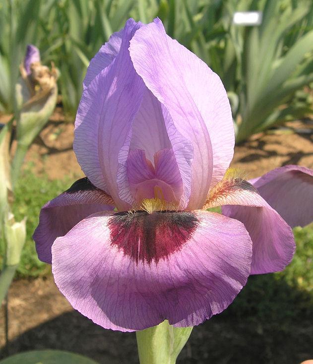 Photo of Arilbred Iris (Iris 'Byzantine Ruby') uploaded by Misawa77