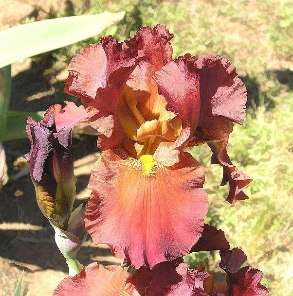 Photo of Tall Bearded Iris (Iris 'Lest We Forget') uploaded by Misawa77