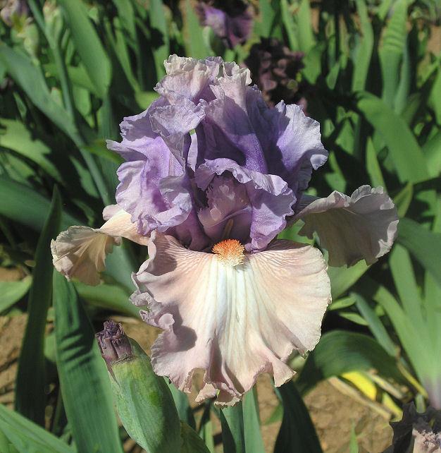 Photo of Tall Bearded Iris (Iris 'Role Reversal') uploaded by Misawa77