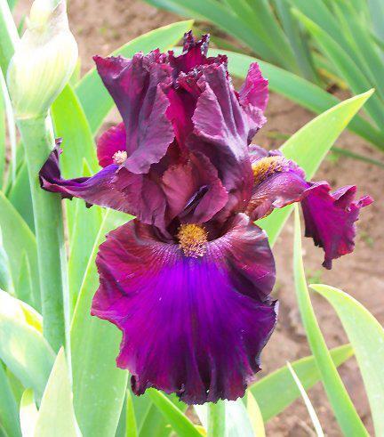 Photo of Tall Bearded Iris (Iris 'Texas Renegade') uploaded by Misawa77