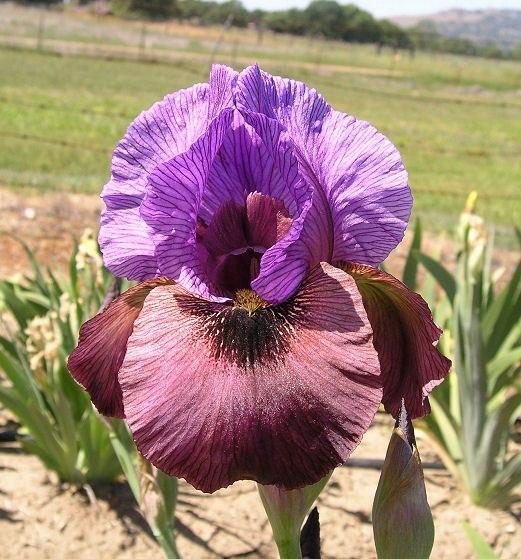 Photo of Arilbred Iris (Iris 'Exotic Treasure') uploaded by Misawa77
