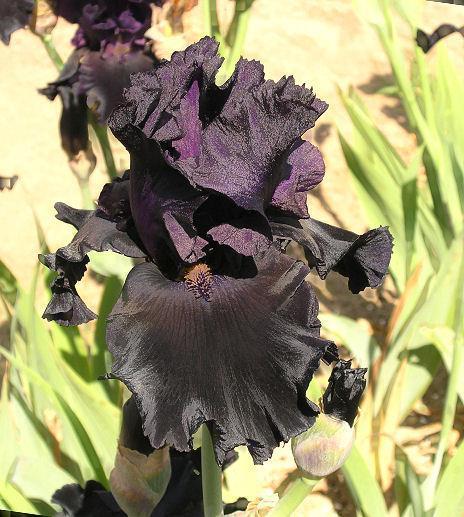 Photo of Tall Bearded Iris (Iris 'Twilight Tear') uploaded by Misawa77