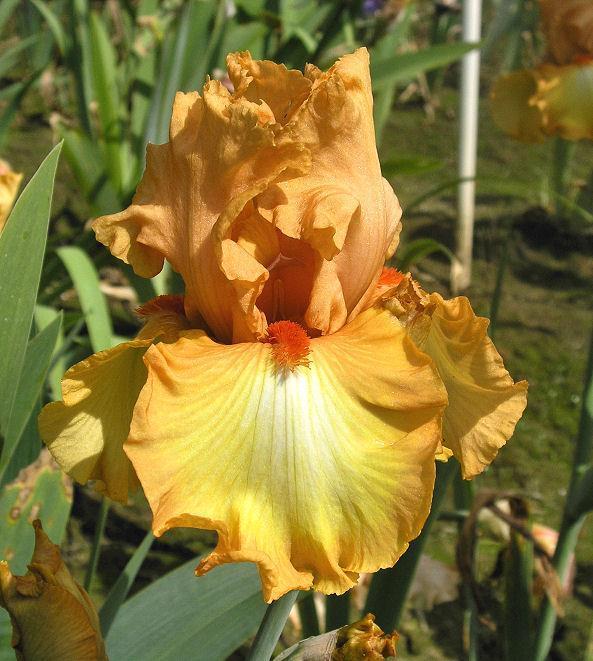 Photo of Tall Bearded Iris (Iris 'Great Balls of Fire') uploaded by Misawa77