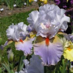 Location: Catheys Valley CA
Photo courtesy of Superstition Iris Gardens, posted with permissi