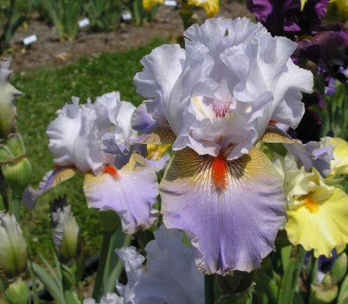 Photo of Tall Bearded Iris (Iris 'Flying Down to Rio') uploaded by Misawa77
