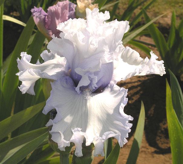 Photo of Tall Bearded Iris (Iris 'Through the Clouds') uploaded by Misawa77