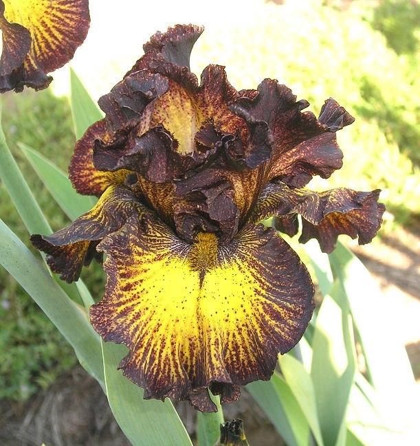 Photo of Tall Bearded Iris (Iris 'Tuscan Summer') uploaded by Misawa77