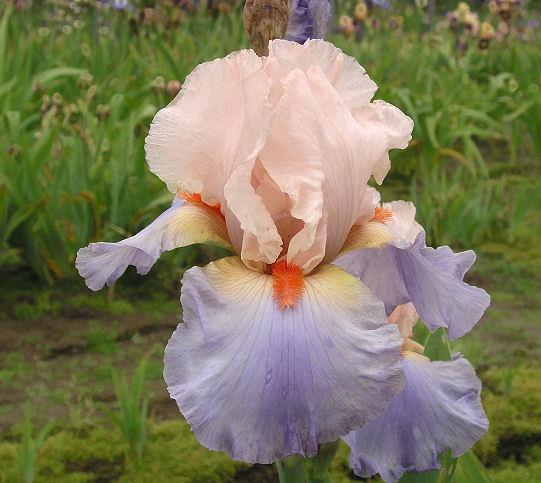 Photo of Tall Bearded Iris (Iris 'French Cancan') uploaded by Misawa77