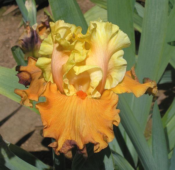Photo of Tall Bearded Iris (Iris 'Fixation') uploaded by Misawa77