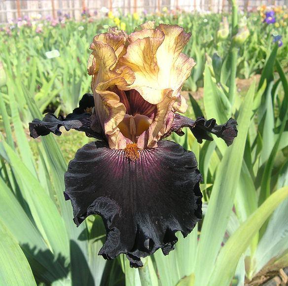Photo of Tall Bearded Iris (Iris 'Latte') uploaded by Misawa77