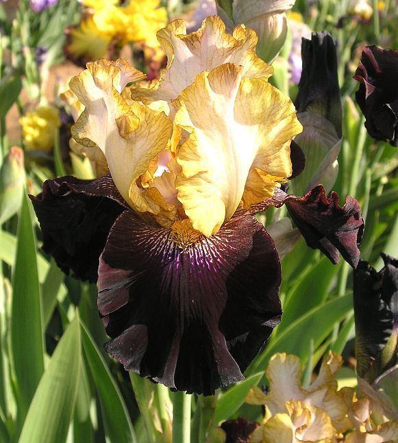Photo of Tall Bearded Iris (Iris 'Rum and Coke') uploaded by Misawa77