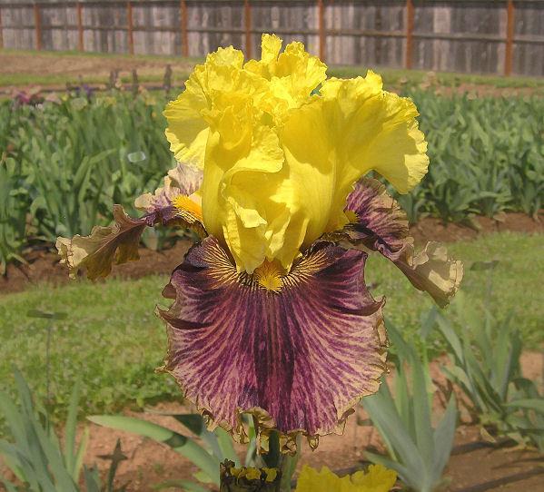 Photo of Tall Bearded Iris (Iris 'Treasure Trader') uploaded by Misawa77