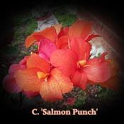 Dwarf C. 'Salmon Punch' .. used with permission