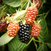 Rubus fruticosus 'Black Satin' .. fruits