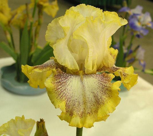 Photo of Tall Bearded Iris (Iris 'Whispering Spirits') uploaded by Misawa77
