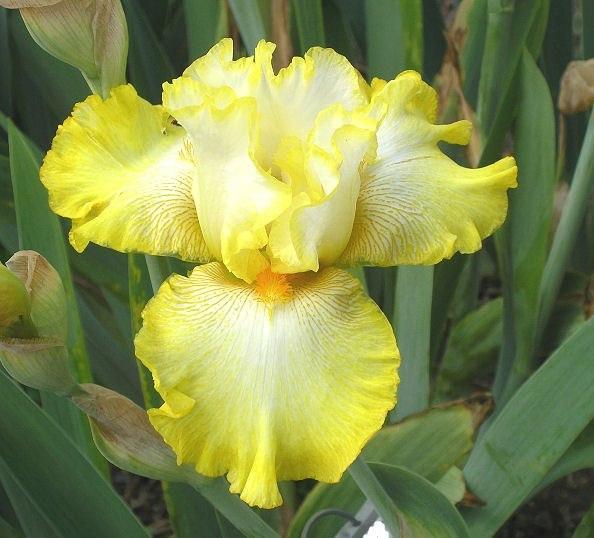 Photo of Tall Bearded Iris (Iris 'Zesting Lemons') uploaded by Misawa77