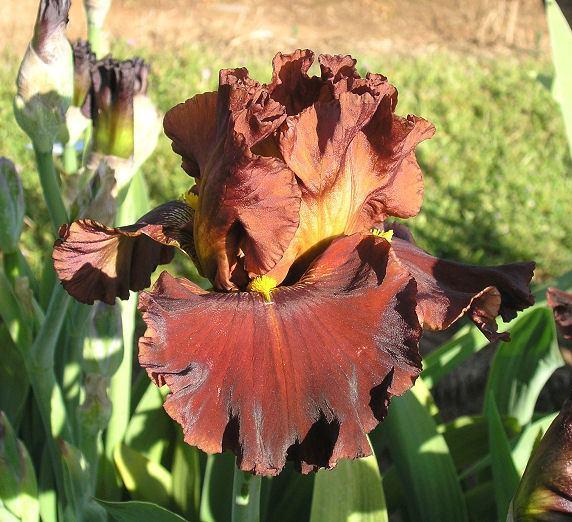 Photo of Tall Bearded Iris (Iris 'Valentino') uploaded by Misawa77