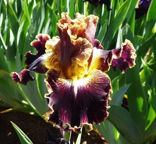 Photo of Tall Bearded Iris (Iris 'Volcanic Glow') uploaded by Misawa77