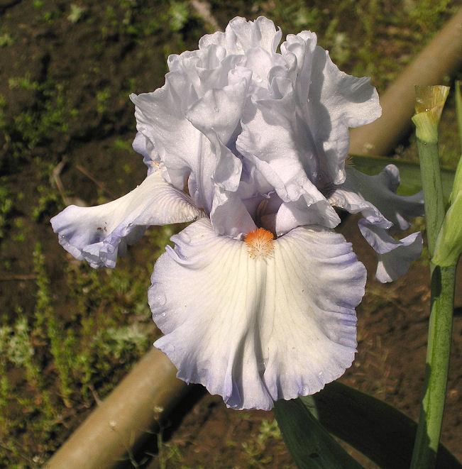 Photo of Tall Bearded Iris (Iris 'Waterline') uploaded by Misawa77
