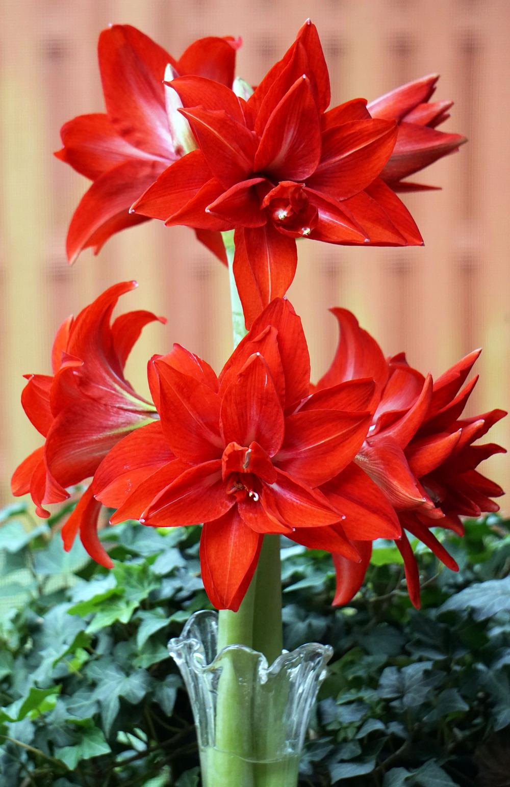 Photo of Amaryllis (Hippeastrum 'Double Delicious') uploaded by bsharf