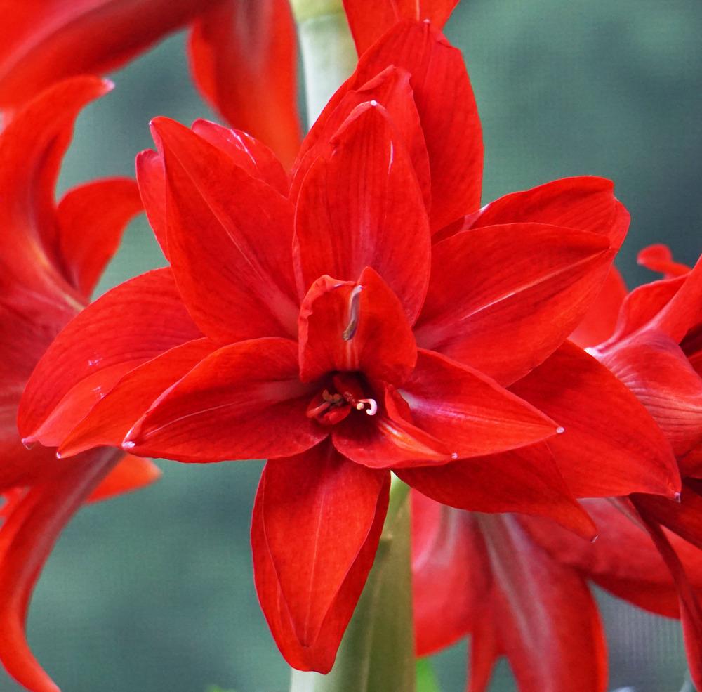 Photo of Amaryllis (Hippeastrum 'Double Delicious') uploaded by bsharf
