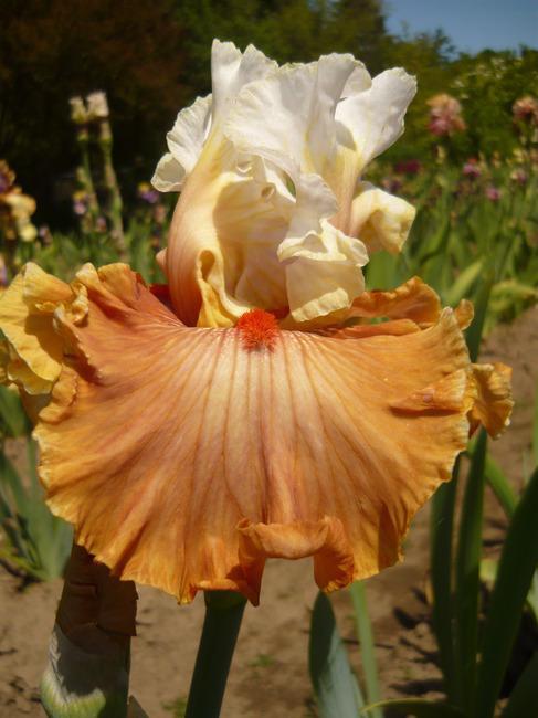 Photo of Tall Bearded Iris (Iris 'Ginger Ice') uploaded by Calif_Sue