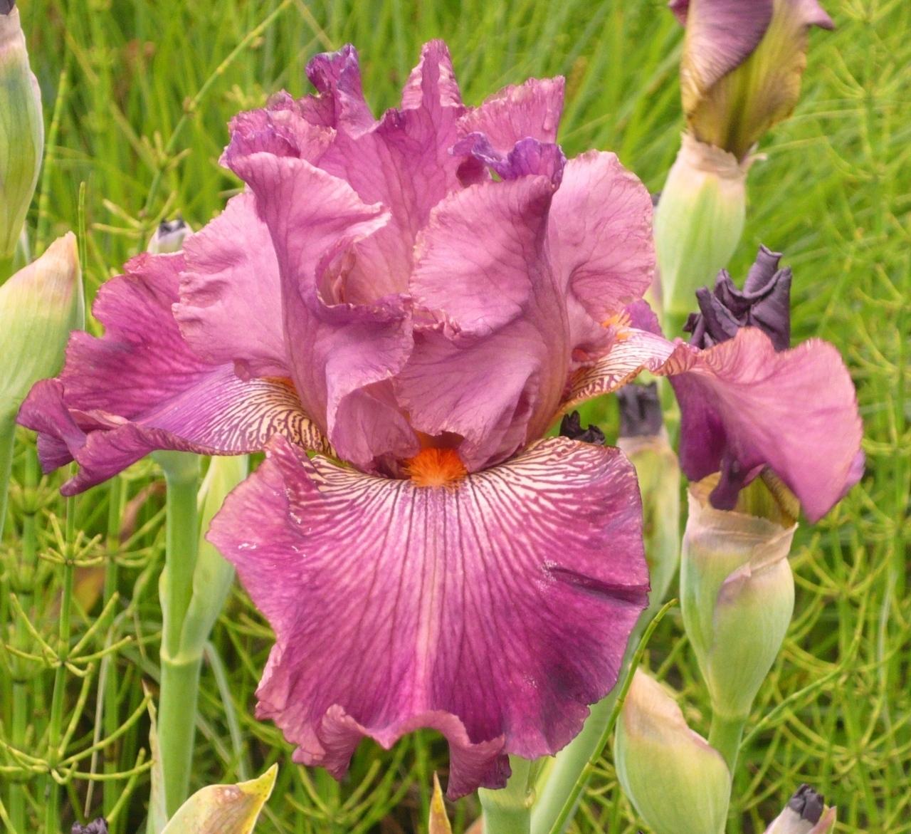 Photo of Tall Bearded Iris (Iris 'Art School') uploaded by Calif_Sue