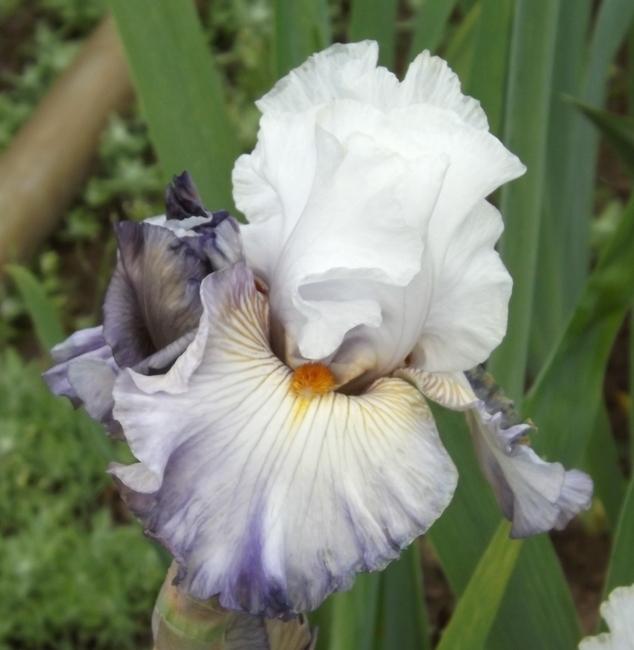 Photo of Tall Bearded Iris (Iris 'Arthouse') uploaded by Calif_Sue
