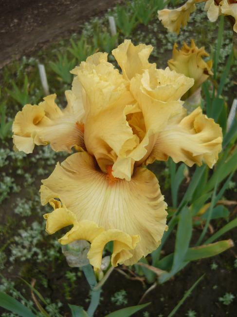 Photo of Tall Bearded Iris (Iris 'In Beauty') uploaded by Calif_Sue