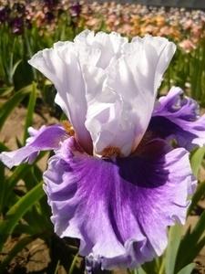 Photo of Tall Bearded Iris (Iris 'Gothic Lord') uploaded by Calif_Sue