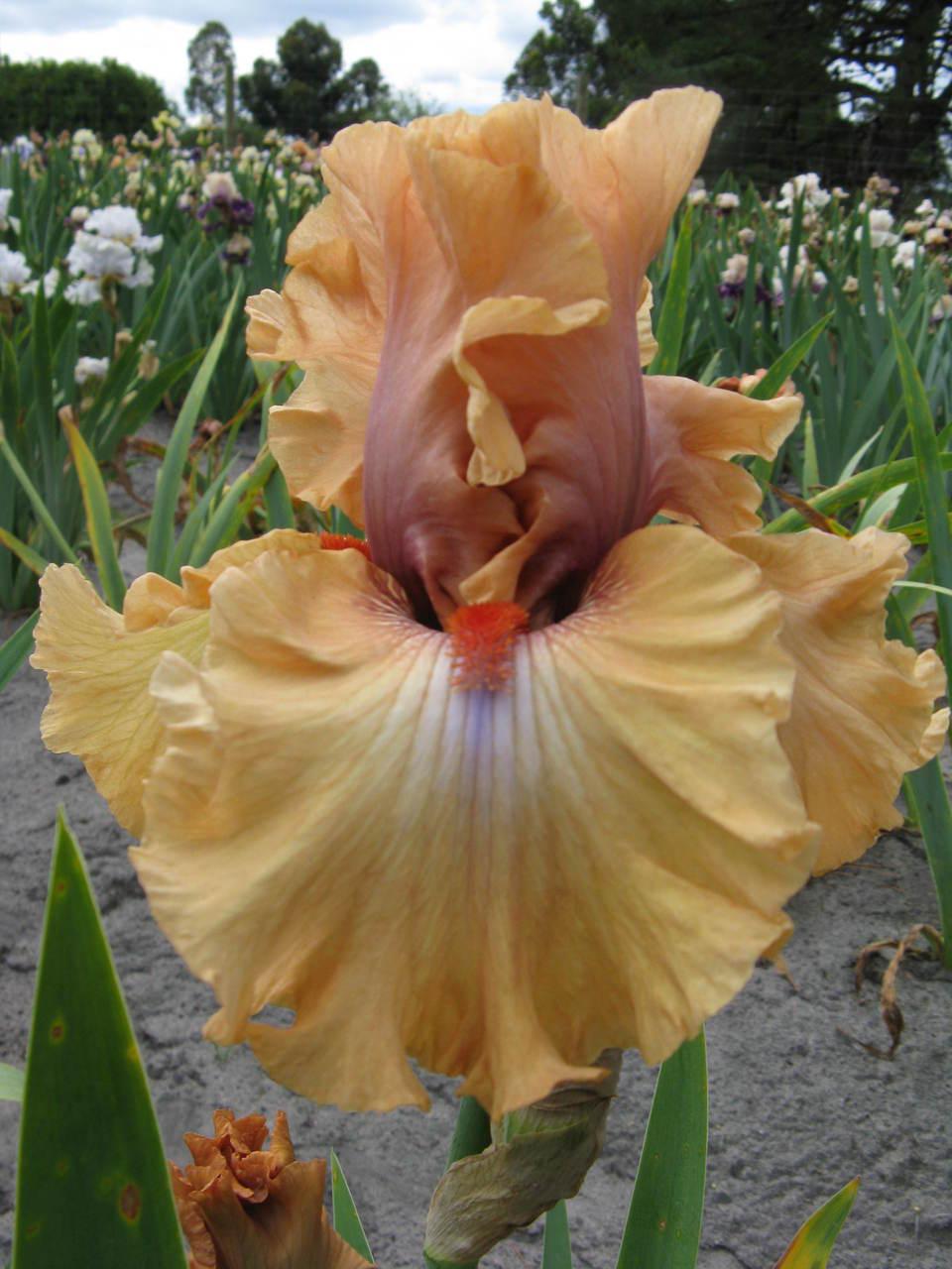 Photo of Tall Bearded Iris (Iris 'Amber Essence') uploaded by Calif_Sue