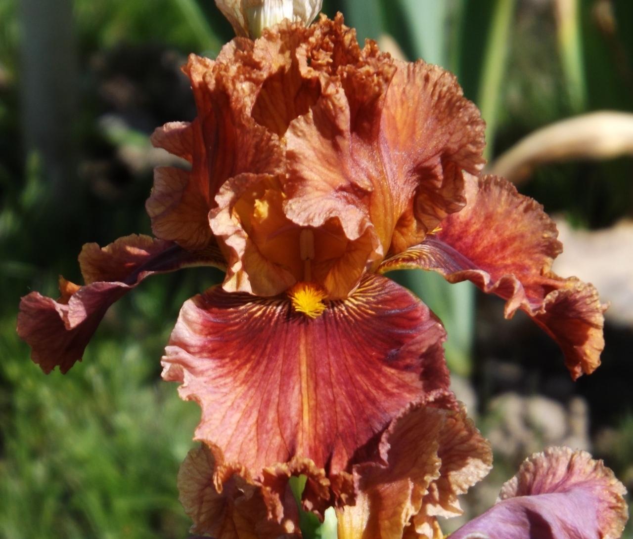 Photo of Tall Bearded Iris (Iris 'Chestnuts Roasting') uploaded by Calif_Sue