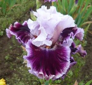 Photo of Tall Bearded Iris (Iris 'Dance to Paris') uploaded by Calif_Sue