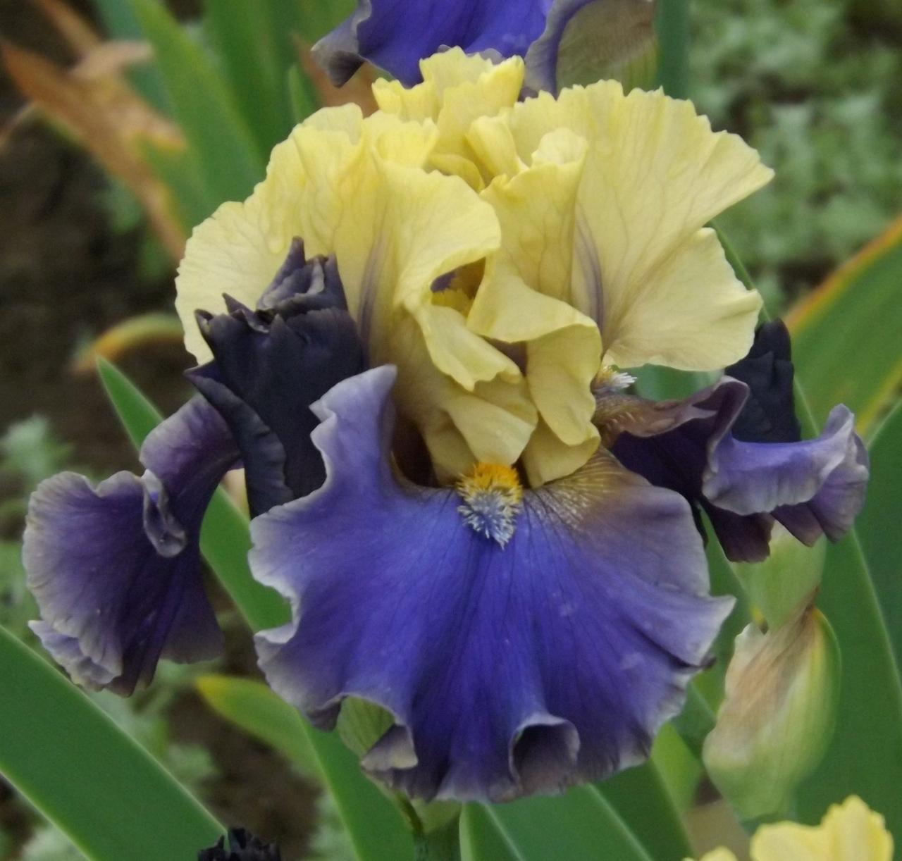 Photo of Tall Bearded Iris (Iris 'First Avenue') uploaded by Calif_Sue